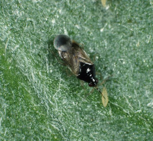 Pirate bugs such as Orius may offer some control of tarsonemid mite
